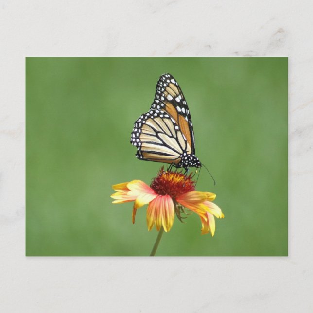 Monarch Postcard (Front)