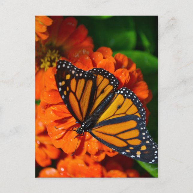 Monarch Postcard (Front)