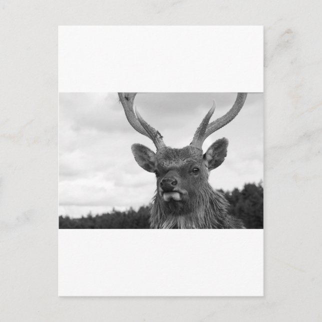 Monarch Postcard (Front)