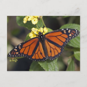 Monarch Postcard