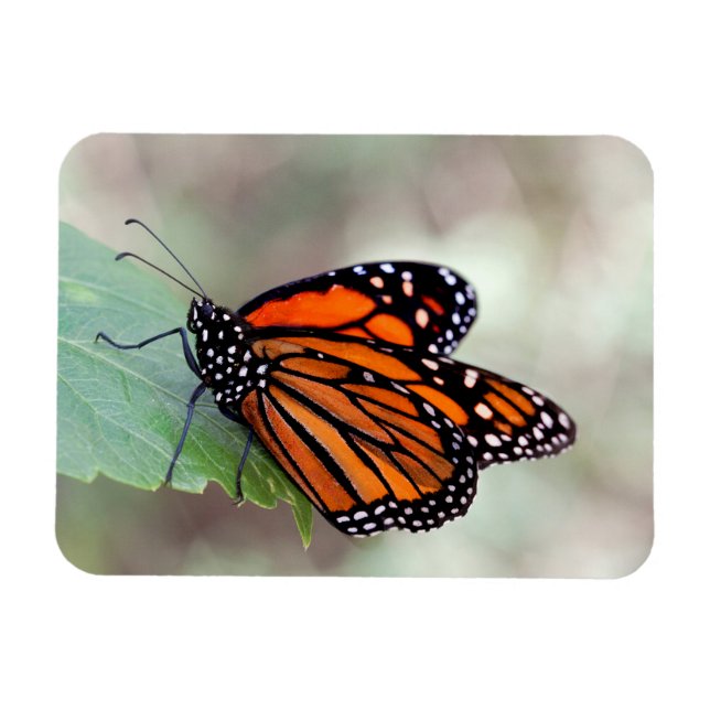 Monarch resting magnet (Horizontal)