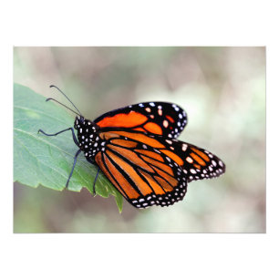 monarch resting on a leaf photo print