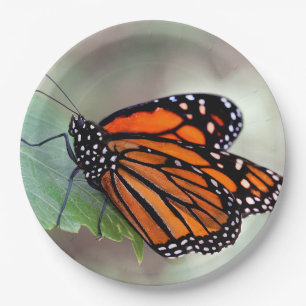 Monarch resting paper plate