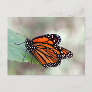 Monarch resting postcard