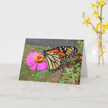 Monarch Sipping Pink Zinnia, Blank Card