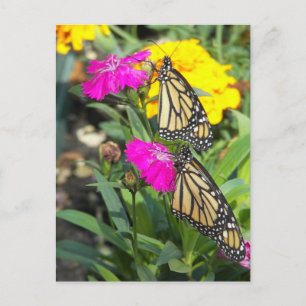 Monarch Twins #2-postcard Postcard
