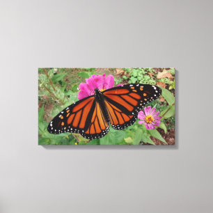 Monarch with Wings Outspread on Pink Zinnia Canvas Print