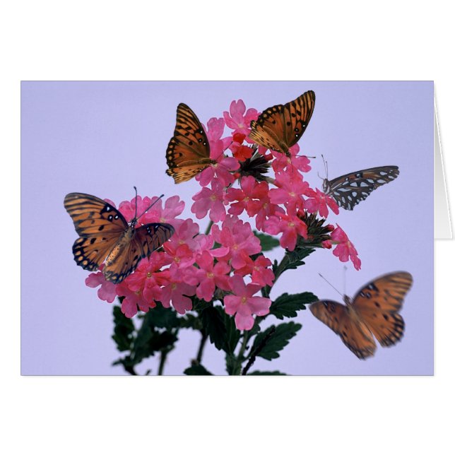Monarchs and Pink Penta (Front Horizontal)