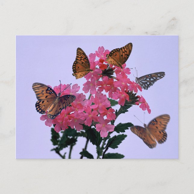 Monarchs and Pink Penta Postcard (Front)
