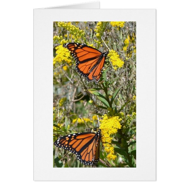 Monarchs on Goldenrod (Front)