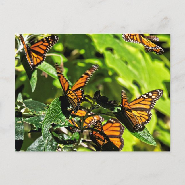 Monarchs Postcard (Front)