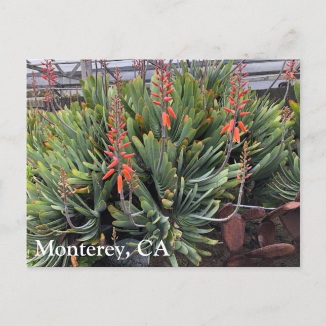 Moneterey Fan Aloe Plicatilis Post Card (Front)