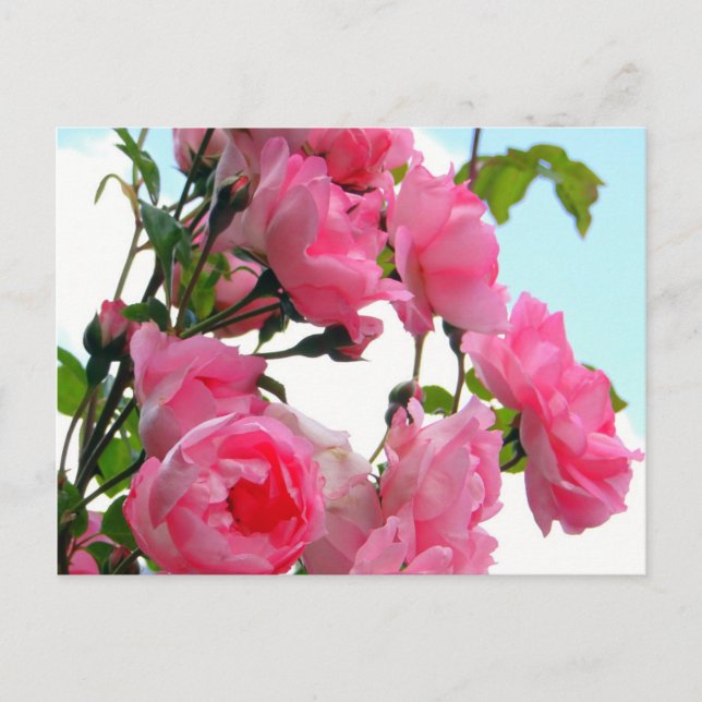 "Monet's Rose Garden" Postcard (Front)
