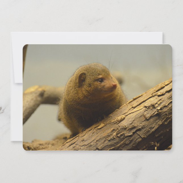 Mongoose a Tree Branch Invitation (Front)