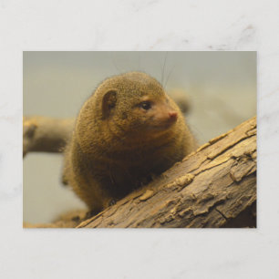 Mongoose a Tree Branch Postcard