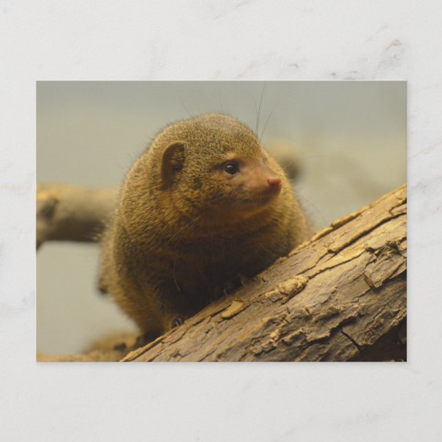 Mongoose a Tree Branch Postcard (Front)