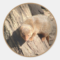 mongoose