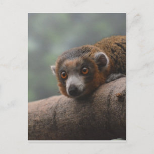 Mongoose Lemur Postcard