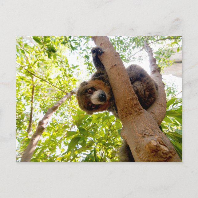 Mongoose lemur postcard (Front)