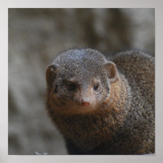 Mongoose Poster