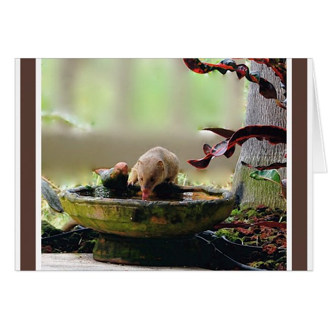 Mongoose Watering Hole Wildlife (Front Horizontal)