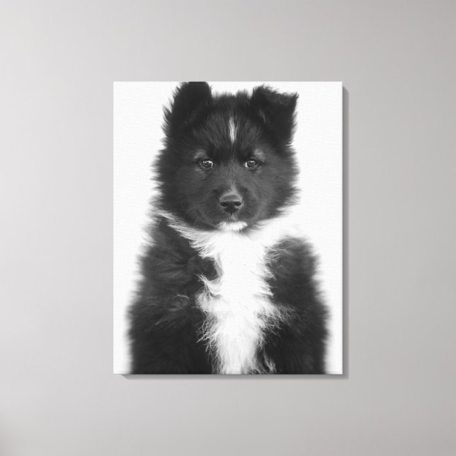 Mongrel Dog, Studio Shot Canvas Print (Front)