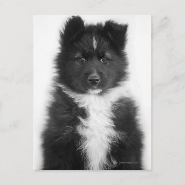 Mongrel Dog, Studio Shot Postcard (Front)
