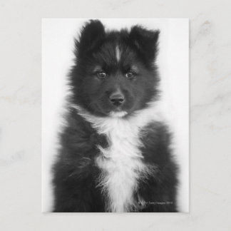 Mongrel Dog, Studio Shot Postcard