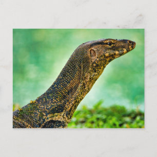 Monitor Lizard Postcard