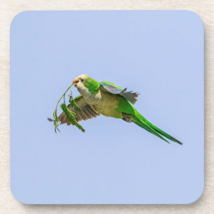 Monk Parakeet in the Rio Grande Valley Coaster