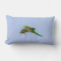 Monk Parakeet in the Rio Grande Valley
