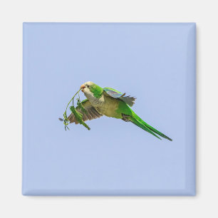 Monk Parakeet in the Rio Grande Valley Magnet