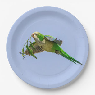 Monk Parakeet in the Rio Grande Valley Paper Plate