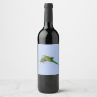 Monk Parakeet in the Rio Grande Valley