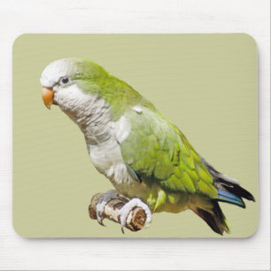 Monk Parakeet Mouse Pad