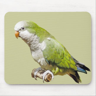 Monk Parakeet Mouse Pad