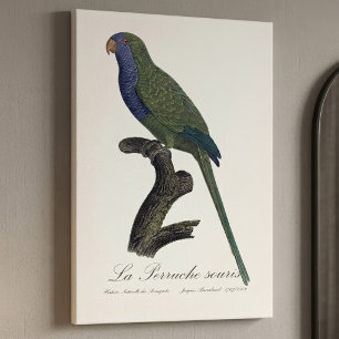 Monk Parakeet or Monk Parrot, Myiopsitta Monachus Canvas Print