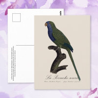 Monk Parakeet or Monk Parrot, Myiopsitta Monachus