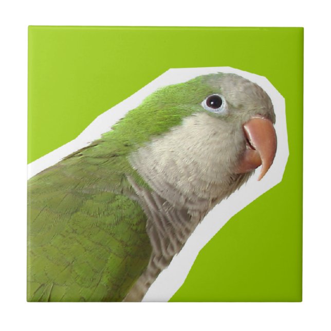 Monk Parakeet Tile (Front)