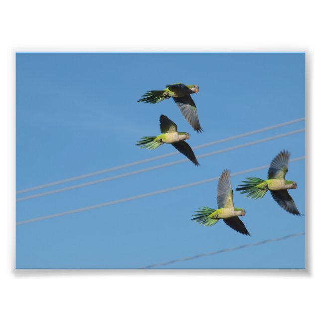Monk Parrots Photo Print (Front)