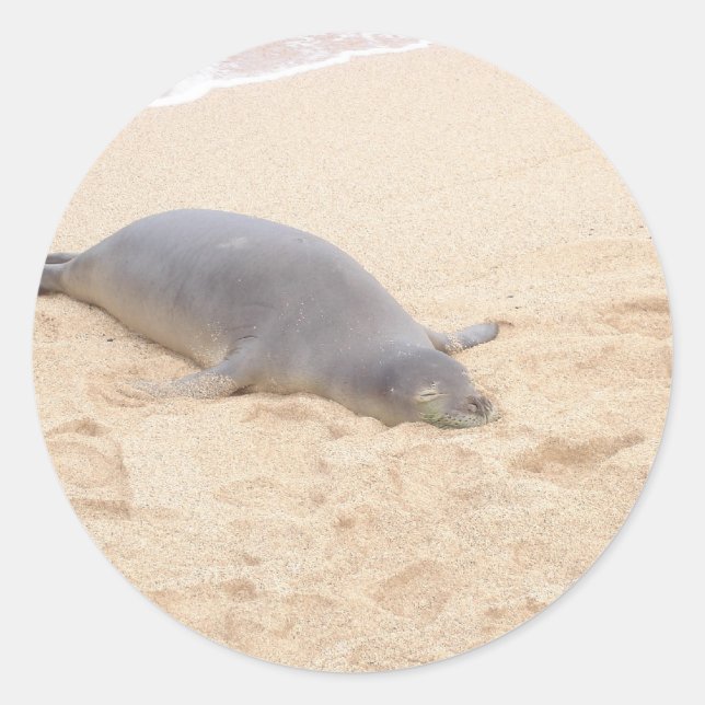 Monk Seal Sleeping Alone on Beach (Front)