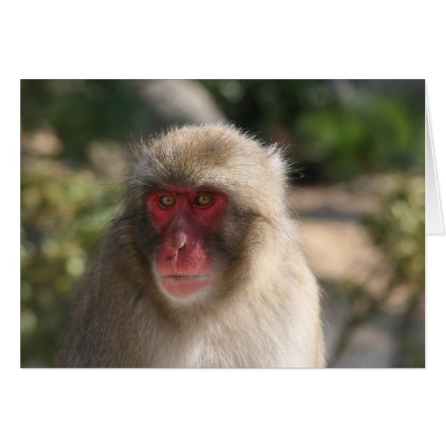 monkey (Front Horizontal)