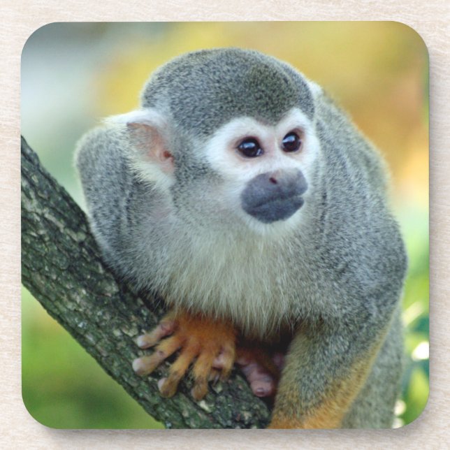 Monkey 004 coaster (Front)