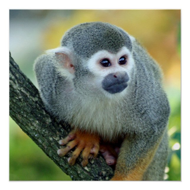 Monkey 004 poster (Front)