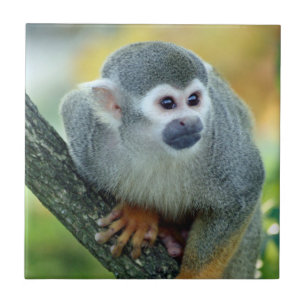 Monkey 004 tile