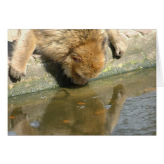 Monkey are you looking at me?