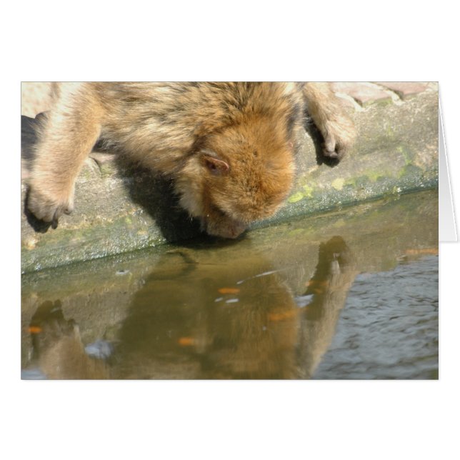 Monkey are you looking at me? (Front Horizontal)