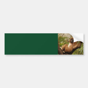 Monkey Background Bumper Sticker