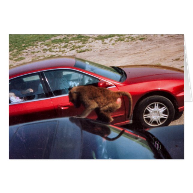 Monkey Business (Front Horizontal)