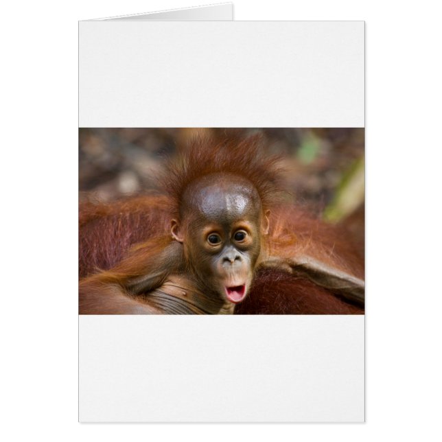 Monkey business 1 (Front)